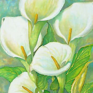 Cinq callas peintes à l'aquarelle sur un fond verdâtre, avec des feuilles de callas.